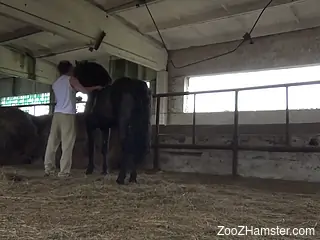 Brunette with natural tits pounded by a hung horse