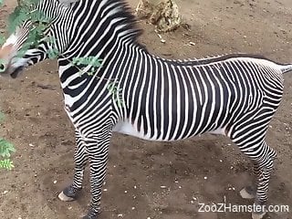 Zebra cock spotlighted in the highest quality