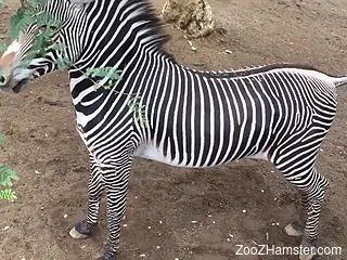 Zebra cock spotlighted in the highest quality