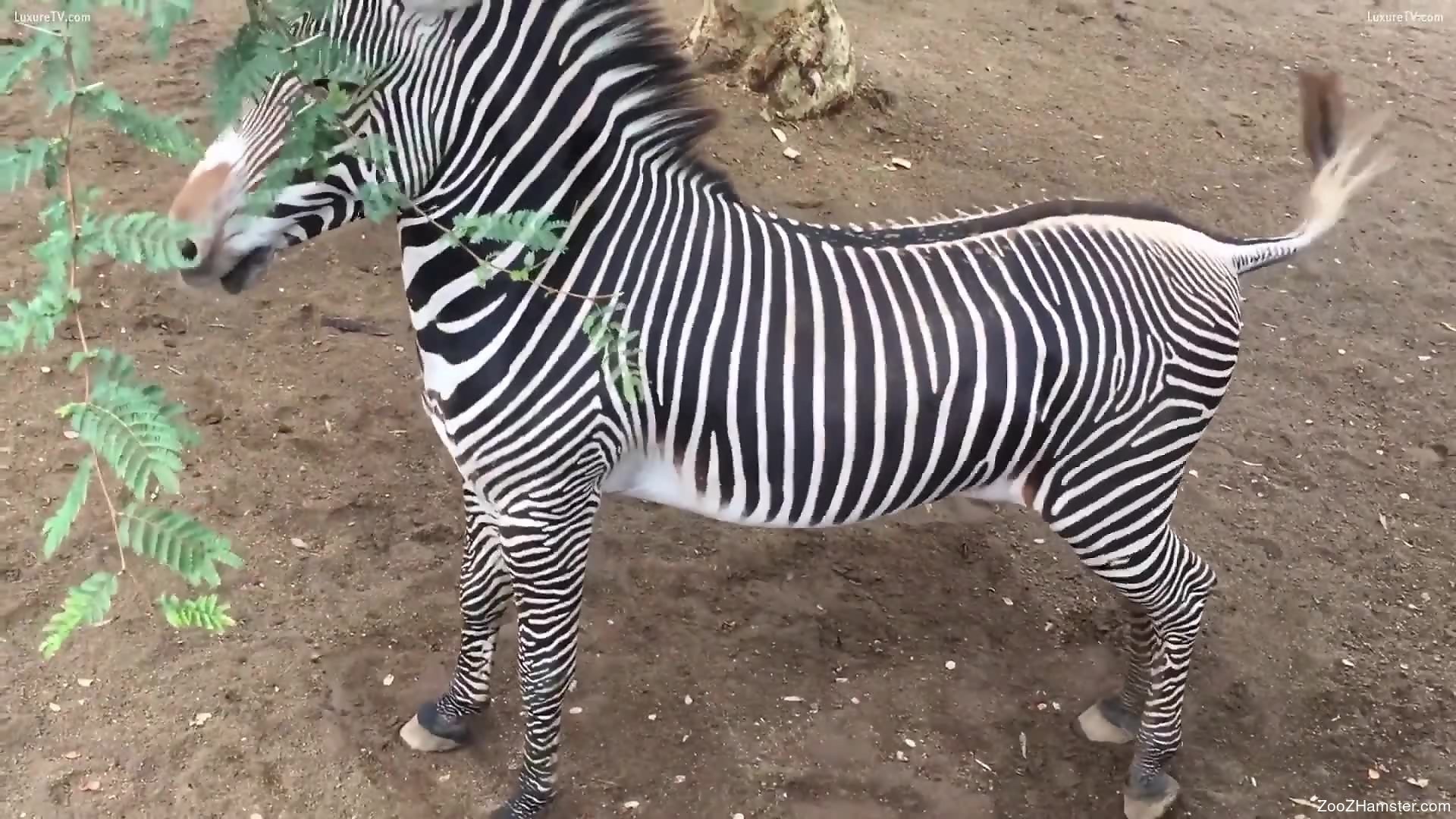 Zebra cock spotlighted in the highest quality