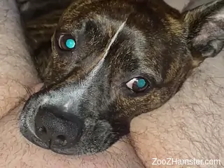 Blue-eyed beast choking on that delicious dick