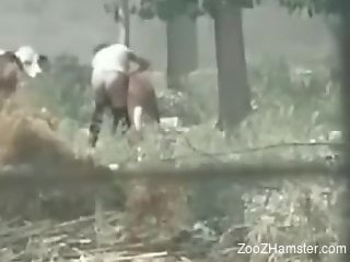 Wilding animal fucker screws cows out in the open