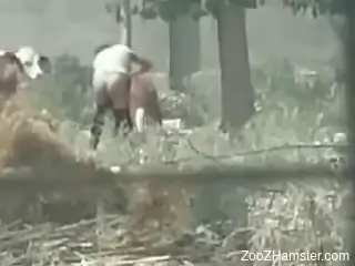 Wilding animal fucker screws cows out in the open