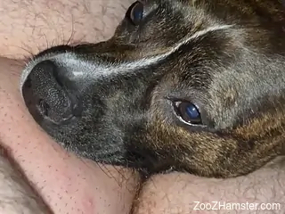 Dirty beast enjoys oral with a hairy zoophile