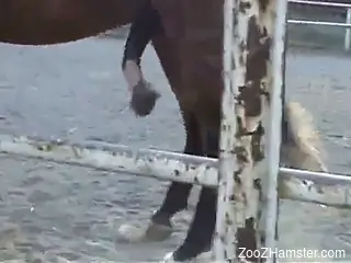 Hot horse cock proudly displayed in a porno movie