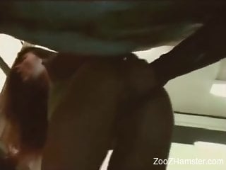 Impressive XXX scene featuring a huge horse cock and a whore