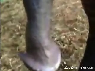 Hot lady jerking off a horse to make you cum too