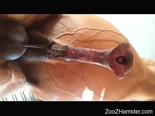 Veiny horse cock displayed proudly in a hot XXX vid