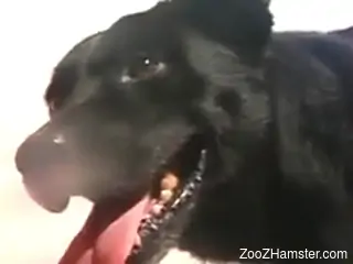 Hot lady with a wet hole enjoying twisted zoo sex