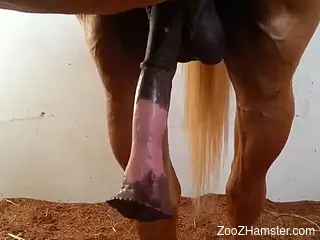Sexy horse proudly displaying its meaty penis here