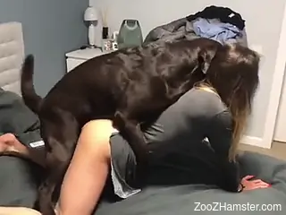 Black dog is ready to hump that zoophile pussy