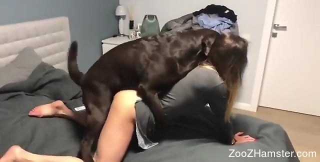 Black dog is ready to hump that zoophile pussy