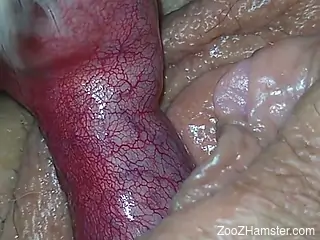 Closeup fucking movie featuring a veiny dog dick