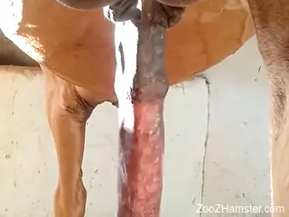 Big dick horse teasing the camera with its size