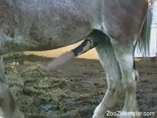 Huge animal cock spotlighted in a free porno movie