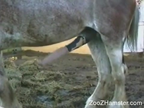 Animalssexmove - Huge animal cock spotlighted in a free porno movie