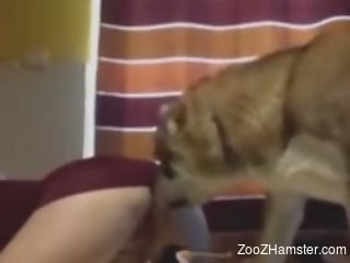 Naughty animal sniffing pussy prior to fucking it