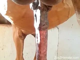 Huge horse cock spotlighted in free porn video
