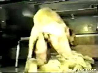 Vintage fuck movie featuring a very sexy beast