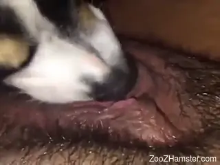 Trimmed pussy lady getting licked by a dirty mutt