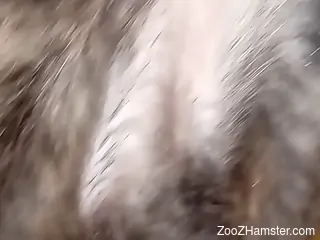Good-looking dog pussy getting screwed deeply