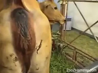 Asian zoophile lady eating cow pussy in the barn