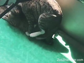 Truly sexy cats fucking in a really catty fashion