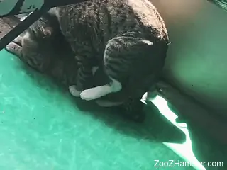 Truly sexy cats fucking in a really catty fashion