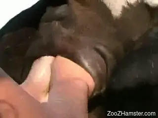 Hot lady going wild while fucking a really hot horse