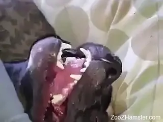 Black dog getting fucked by a really thirsty guy