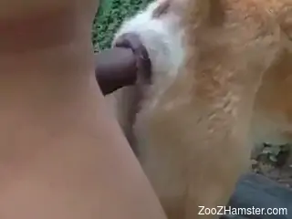 Tight animal hole stretched out by a zoo freak