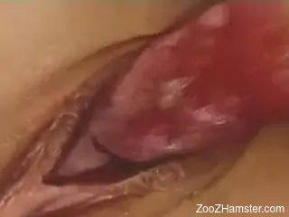 Blonde fucking session with a big-dicked doggo