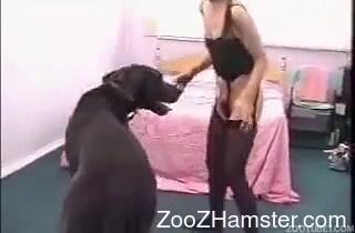 Zoozhamster Com