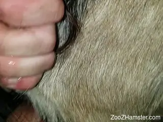 Dude uses his cock to maim yet another animal pussy