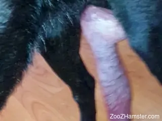 Nice penis of a dog is being showcased on camera