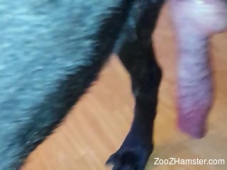 Nice penis of a dog is being showcased on camera