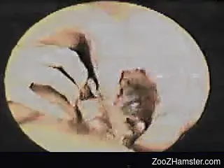 Masturbating diva inserting an animal like a whore