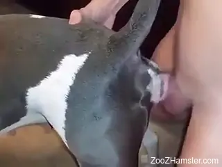 Dude pleasuring a dirty animal with his meaty penis