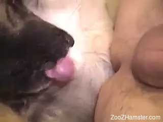 Big zoophilic booty getting fucked by a dirty dog