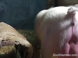 Wet pussy lady getting fucked by a kinky pig here