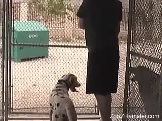 Dalmatian's stiff dick is the best reward for a zoophile