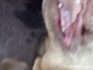 Dude dominates a dog's mouth with his meaty penis