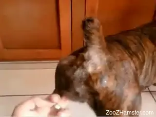 Horny dude deep fucks his trustful dog while recording it