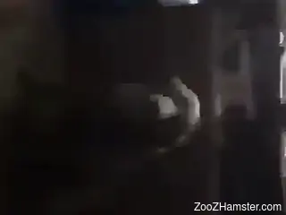 Sexy female enjoys tasty dog dick for ultimate porno pleasures