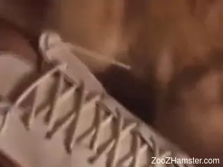 Tight female feels entire dog's dick humping her in great manners