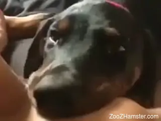 Dog licks owner's wet pussy in very sloppy manners