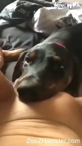 Dog Eats Girls Pussy - Dog licks owner's wet pussy in very sloppy manners
