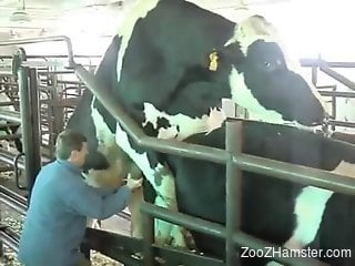 Man at the farm gets turned on by the bull fucking his cow