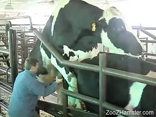 Man at the farm gets turned on by the bull fucking his cow