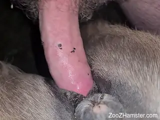 Furry beast getting drilled by a firm cock here